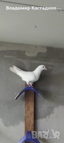 Пазарджишки високошетци, снимка 5 - Гълъби - 52429952