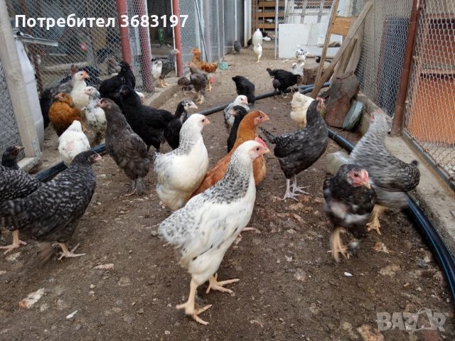 Продавам пилета , снимка 6 - други­ - 45964833