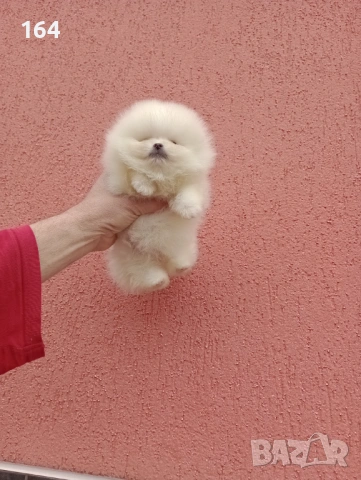 Различни възрасти! Богат избор на мини Померани. Реални снимки !!! , снимка 18 - Померан - 53772615