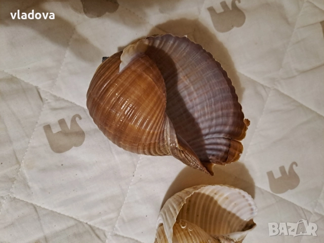 Раковини морски охлюв за декорация , снимка 3 - Аквариуми - 51435192