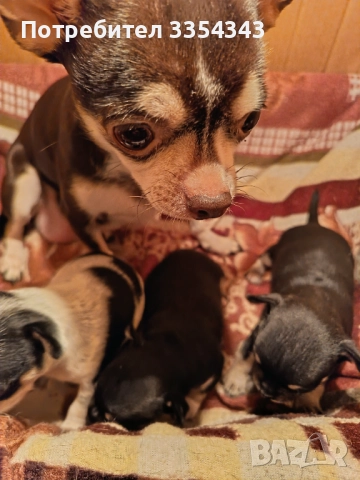 Чихо пинчери родени са 23.11.25, снимка 9 - Чихуахуа - 52791732