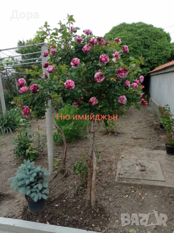 Щамбови рози, цветово разнообразие., снимка 4 - Градински цветя и растения - 44639785