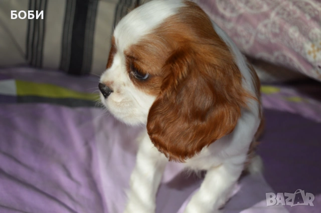 Кавалер Кинг Чарлз Шпаньол, снимка 4 - Кавалер кинг чарлз шпаньол - 52735606