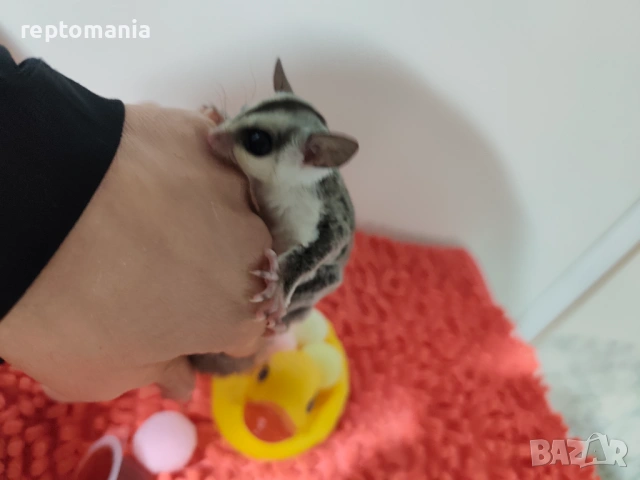 Захарна катеричка летяща торбеста катерица, снимка 8 - Други животни - 53143127