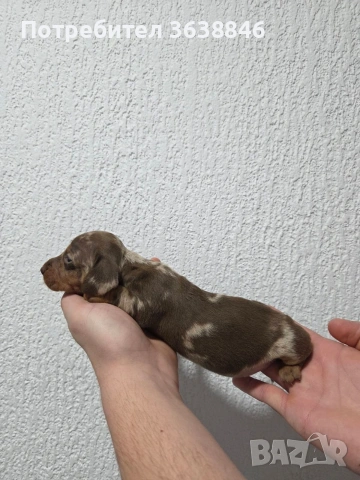 Мини дакел, снимка 6 - Дакели - 54081783