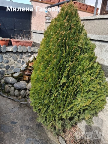  Туя два броя 