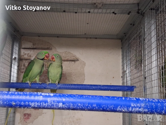 Голям александър, снимка 4 - Папагали - 51324998