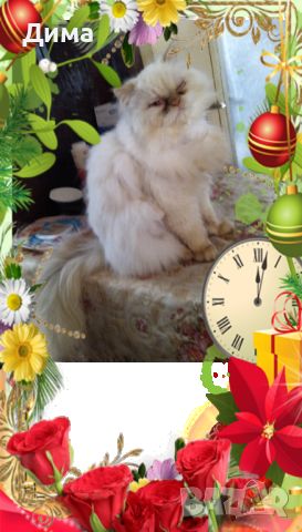Персийски дългокосместа хималайски колорпойнт сини очи женско и мъжко малки котета разкошни любимци!, снимка 13 - Персийска - 43549487