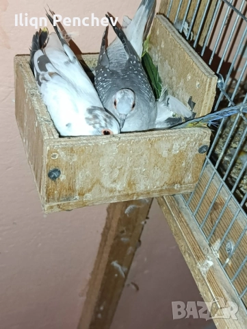 Свободна двойка диамантени гугутки.