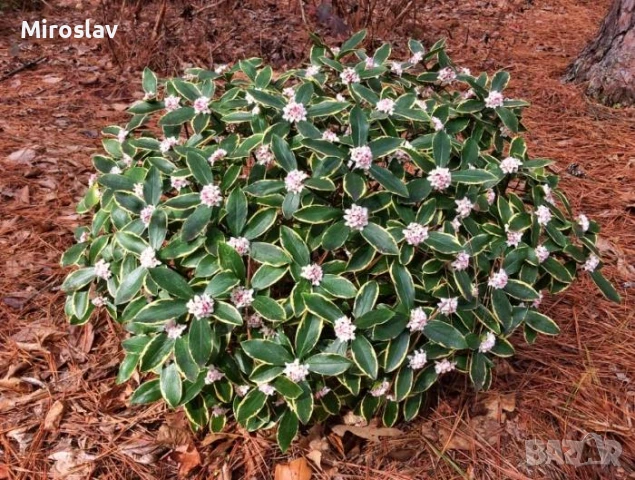 Дафне Ауреомаргината