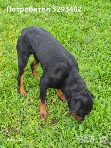 ротвайлер, снимка 9 - Ротвайлер - 52488394