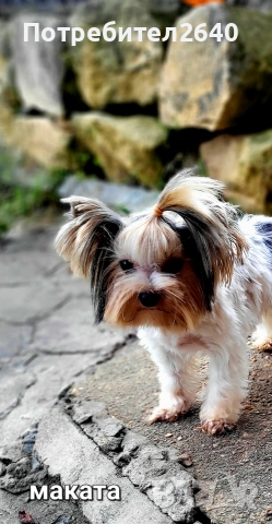 Бивет йоркширски териер, снимка 11 - Йоркширски териер - 53645644