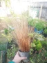 Карекс - Декоративна трева, снимка 4