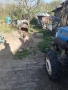 белгийска овчарка женско на 10 месеца кротка не хапе , снимка 10