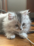 Котенце на 3 месеца, снимка 1 - Персийска - 44959395