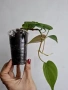 Филодендрон, philodendron scandens heartleaf , снимка 3