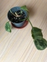 Philodendron Gloriosum Snow Leopard , снимка 2