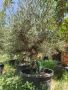 Маслиново дърво за перфектният декор на вашата градина!!!, снимка 6