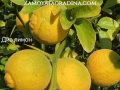 Цитрусови растения – Лимон , Портокал , Мандарина, Грейфрут ,Кумкуат , Лайм , Див лимон и Каламондин, снимка 4