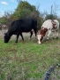 продавам две крави, снимка 1