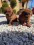 Пудел Той/Toy Poodle, снимка 4