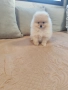 Померан мини шпиц , снимка 6