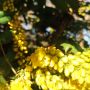 Махония, Mahonia japonica , снимка 3