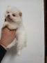 Mini Pomeran, снимка 3