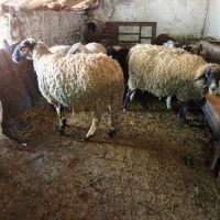 Продавам овце , снимка 1 - Овце - 45658508