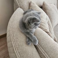 Шотландски клепоухи котета, снимка 1 - Други - 45701999