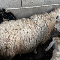 Продавам Дебели ялови овце, снимка 5 - Овце - 45901579