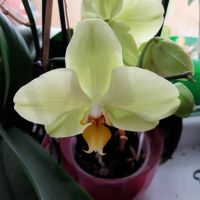 Красиви орхидеи , снимка 18 - Стайни растения - 32936807