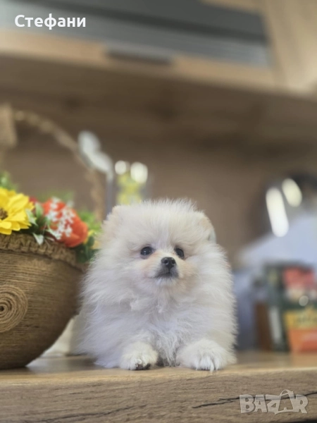 Померан мини момченце, снимка 1