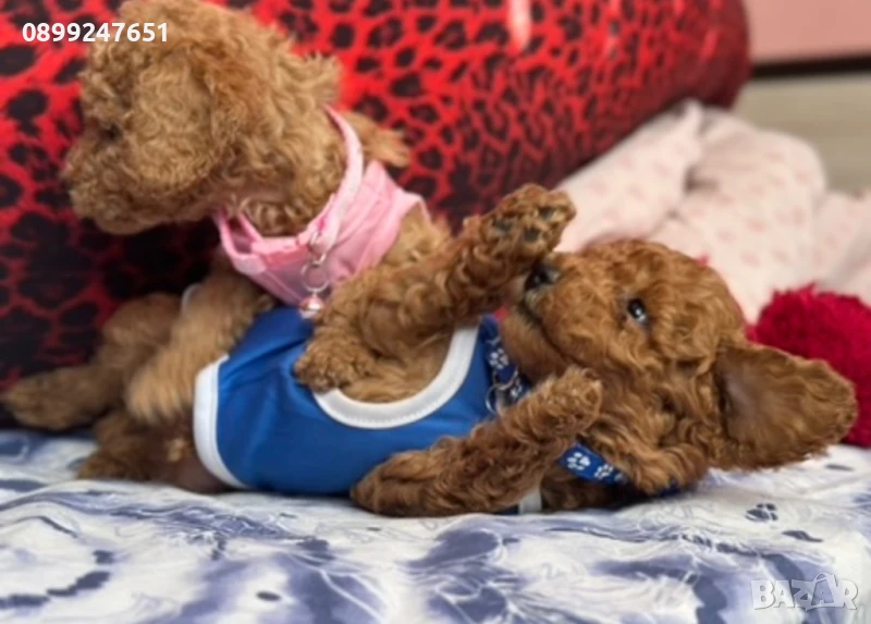 Продавам той пуделчета! , снимка 1