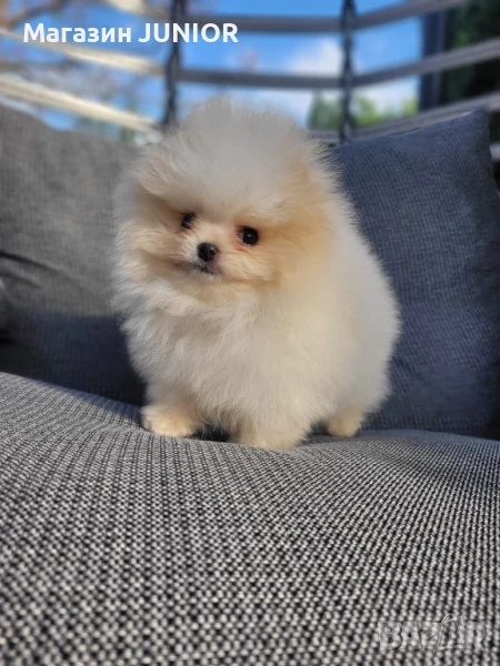 мини момче, снимка 1