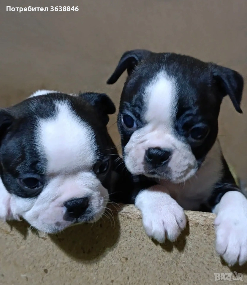 Бостън териер, снимка 1