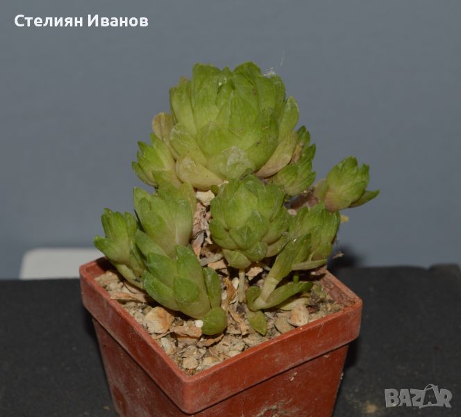 Хавортия (Haworthia cymbiformis var. obtusa) с много детки, снимка 1