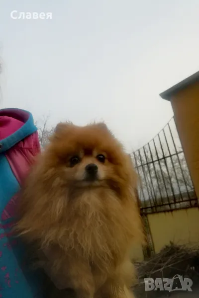 Продавам мини шпиц померан , снимка 1