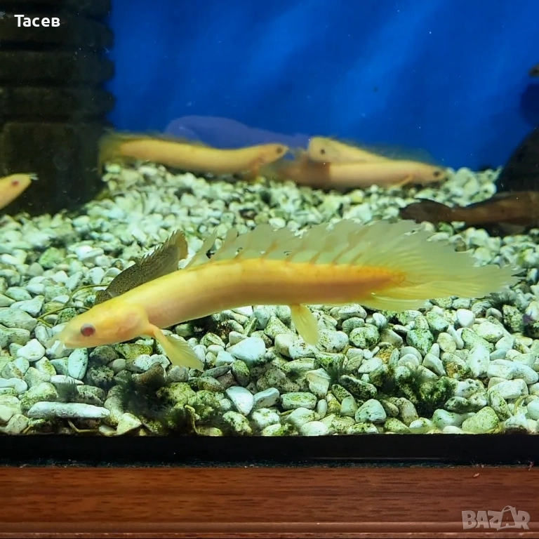 Polypterus senegal long fin 7-8см, снимка 1