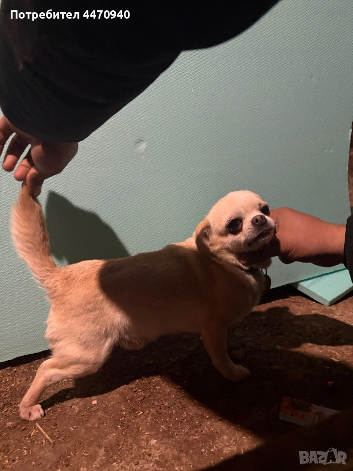 Мъшко Чихуахуа за РАСПЛОД., снимка 1