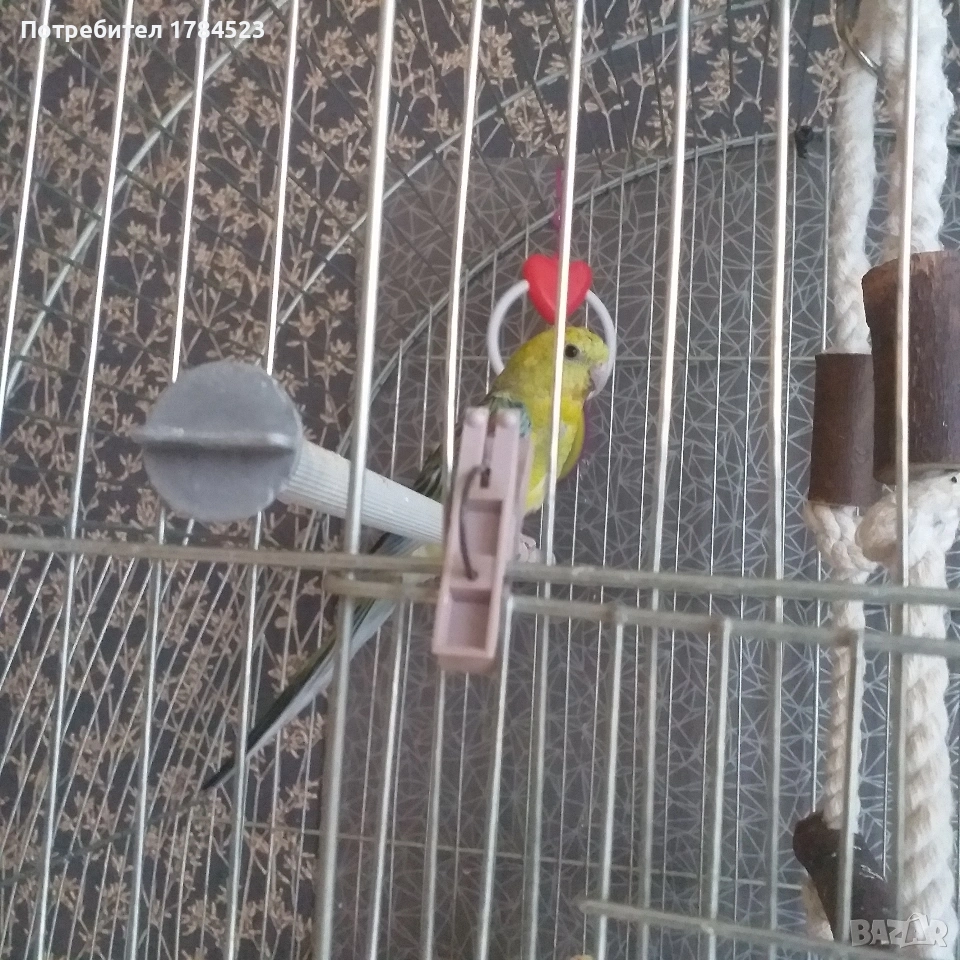 Млади пойни папагали, снимка 1