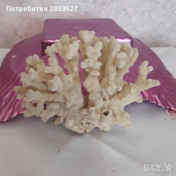 Морски Корал, снимка 1