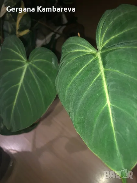 Philodendron Gloriosum , снимка 1