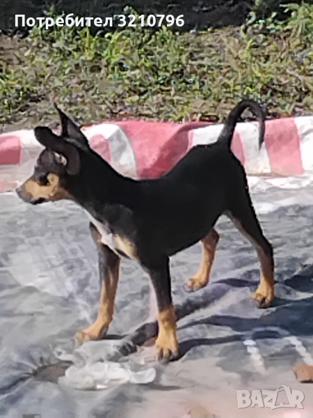 Продавам малки сърнисти пинчери , снимка 1