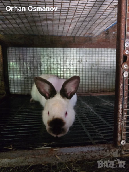 Калифорнийски зайци , снимка 1