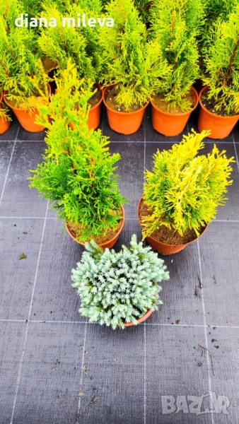 Промо пакет от 3бр студоустойчиви иглолистни и вечнозелени растения!, снимка 1