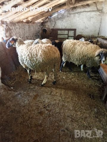 Продавам овце , снимка 1 - Овце - 45658508