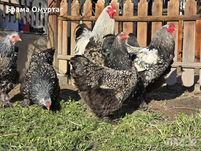 Продавам разплодни яйца от Сребърно кантирана барма (Silver Laced)