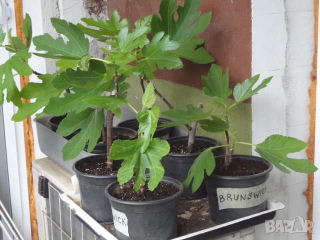 Смокини- 2 сорта в контейнери- Блек Мишън и Брънсуик, снимка 11 - Разсади - 54092194