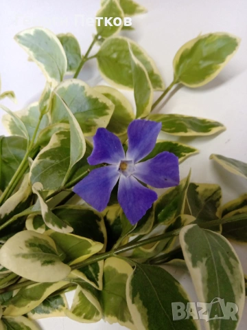 Пъстролистна винка 